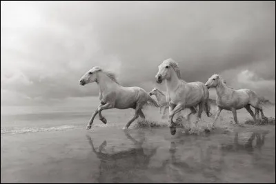 En termes de selle, tu préférerais...