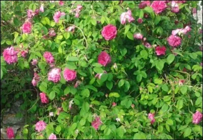 Géographie : Le ... central.