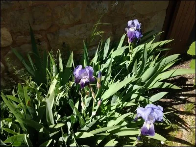 Surnom : Louis XIV est le Roi-