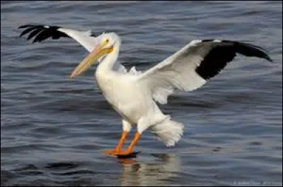 Orthographe : Je fais un quiz ... l'arrache dans la plus grande ... parce que cela peut plaire !