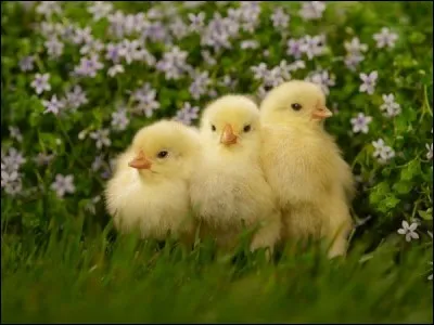 Il y a trois poussins dans un nid, j'en veux deux. Qu'est-ce que je fais ?