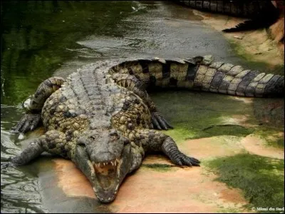 Un crocodile croise un chien et lui dit : "sac à puces !" Que lui répond le chien ?