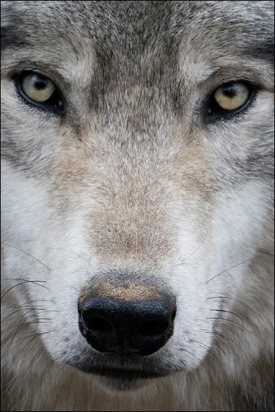 Un loup, pour toi, c'est :