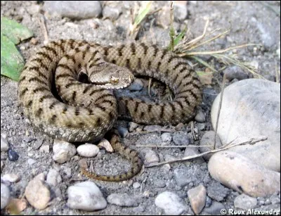 Dans la peau d'une vip&egrave;re : Lequel de ses organes est associ&eacute; &agrave; la m&eacute;chancet&eacute; ?