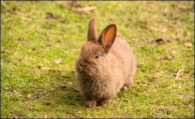 Dans la peau d'un lapin : &agrave; quel groupe appartiennent-ils ?