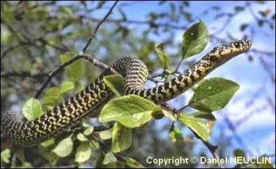 Dans la peau d'une couleuvre : &agrave; quoi est-elle assimil&eacute;e ?