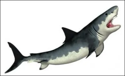 Comment s'appelle l'ancêtre du requin blanc ?