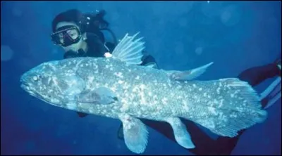 Quel poisson préhistorique a traversé l'histoire et existe encore de nos jours ?