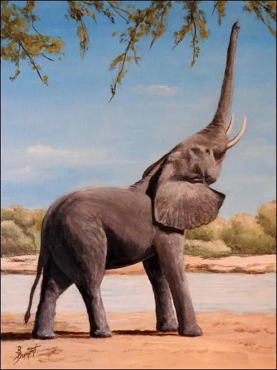 Continuons sur le thème des animaux, la chasse des éléphants est strictement interdite. 
Comment nomme-t-on la chasse interdite ?