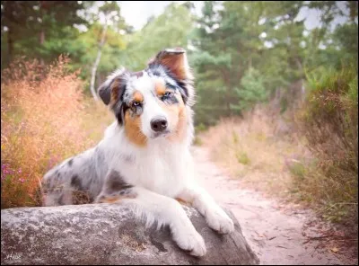 Quelle est cette race de chiens ?