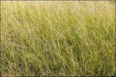 Si tu cours, doit-il y avoir de hautes herbes ?