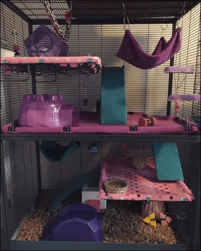 Pourrais-tu être dans une cage ?