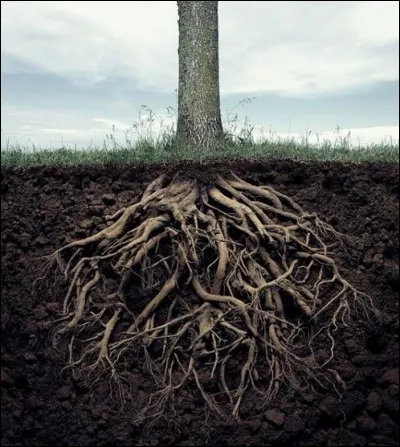 Imagine, tu vis sous terre. Y aurait-il des racines ?