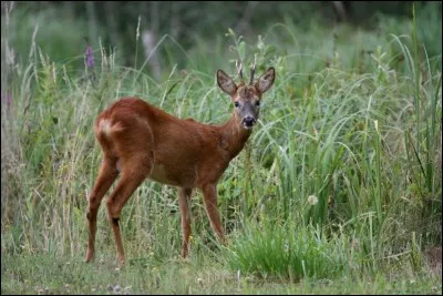 Si tu cours, doit-il y avoir des obstacles, des slaloms ?