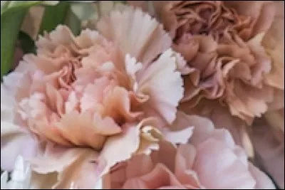 Quel est le nom de cette fleur ?