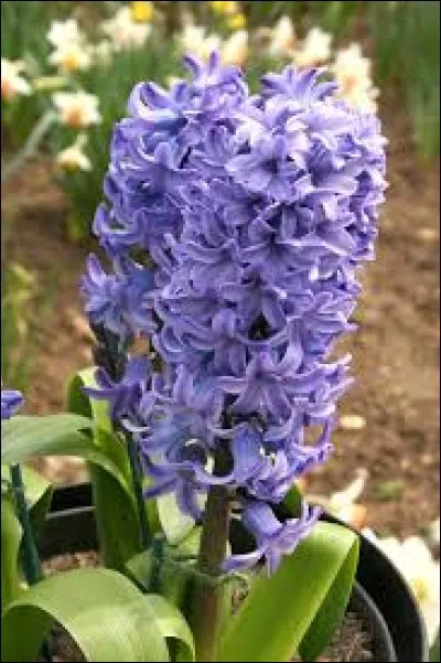 Quel est le nom de cette fleur ?