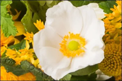 Quelle est cette fleur ?