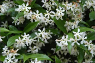 Quel est le nom de cette fleur ?