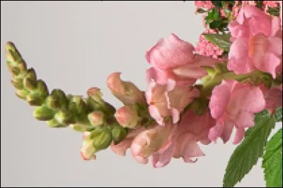 Quel est le nom de cette fleur ?