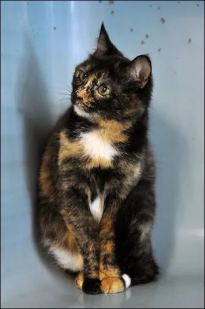 Et cette jolie guérisseuse, quelle est-elle ?