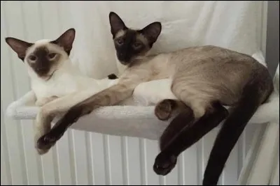 Et ces deux chattes, quelles sont-elles ?