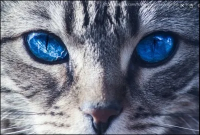 Quel r&ocirc;le aimerais-tu avoir dans un clan ?