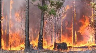 Les feux de forêt actuels en Amazonie concernent quels pays ?