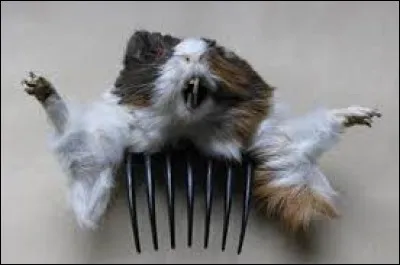 Quelle est sa coupe de cheveux ?