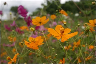 Depuis le XVIIIe siècle, environ 500 à 600 "langues universelles" ont été proposées. Quel nom portait celle d'Eugen Lauda ?