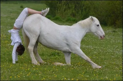 Quelle allure est à quatre temps ?