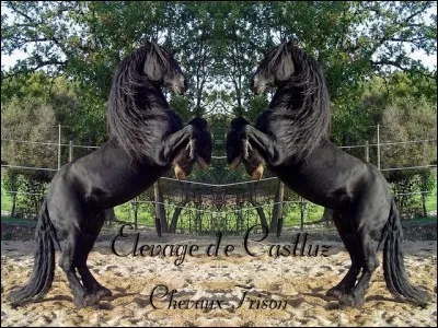 Sur quelle allure devons-nous être pour aller sauter ?