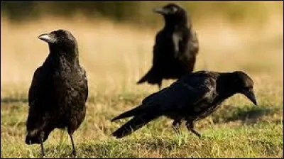 Mais enfin que faites-vous ? Remuez-vous au lieu de rester là à ... aux ... !