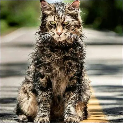 Comment s'appelle le chat dans "Simetierre" ?