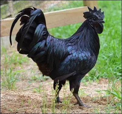 Quel est l'origine du coq Ayam Cemani, mélanique des pattes à la crête et jusqu'aux os ?