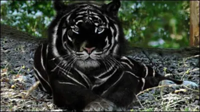 Quel est le nom de ce mammifère carnivore mélanique de la famille des félidés ?