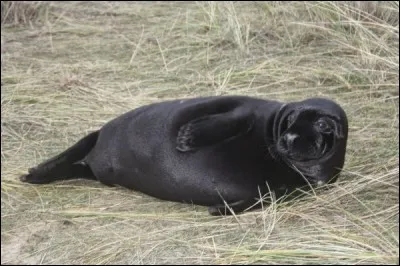 Quel est le nom de ce mammifère carnivore mélanique ?