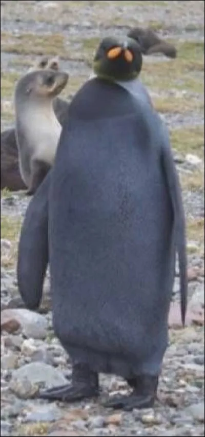 Quel est le nom de cet oiseau de mer mélanique inapte au vol ?