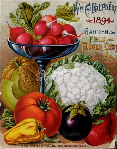 Quelle est l'appellation culinaire d'un potage intégrant principalement du chou-fleur ?