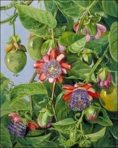 De quel fruit la grenadille est-elle synonyme ?