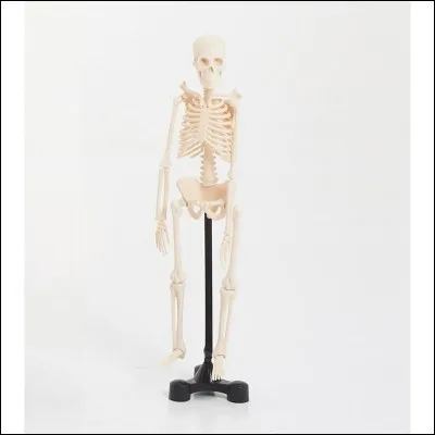 Il reste une heure de cours avant de rejoindre la cantine. Je suis déjà à la mi-journée et j'ai envie de pleurer, mais j'essaie de me retenir. En SVT, ont apprend, en ce moment, l'anatomie du corps humain. Que signifie cette abréviation ?