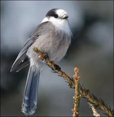 Qu'est-ce que le "gésier' d'un oiseau ?