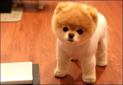 Là, c'est facile, c'est une peluche !