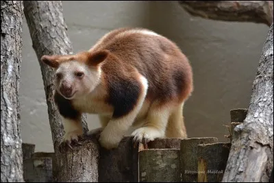 C'est une jolie peluche !