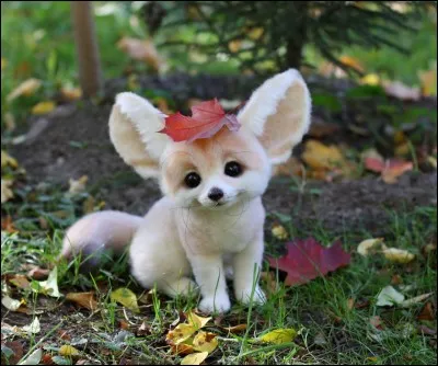 Mignon ce petit fennec non ? Mais est-il vrai ou faux ?