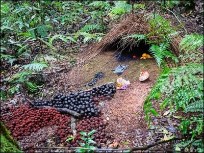 Voici le terrier d'un lapin sauvage du Japon !