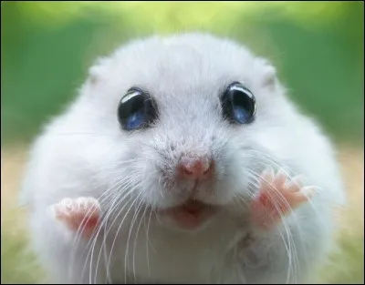 Ce hamster est une peluche !