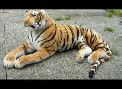 On peut voir ce tigre au Jardin des Plantes de Paris !