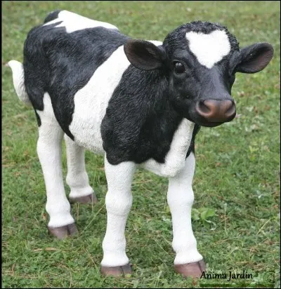 Alors, ce veau est-il vrai ou faux ?