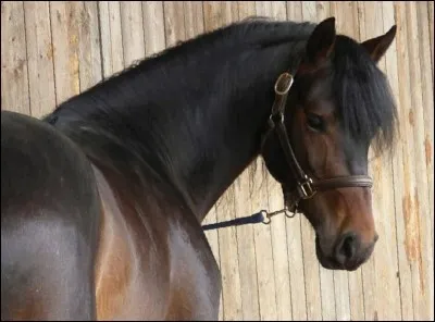 Le caractère de ton cheval serait...