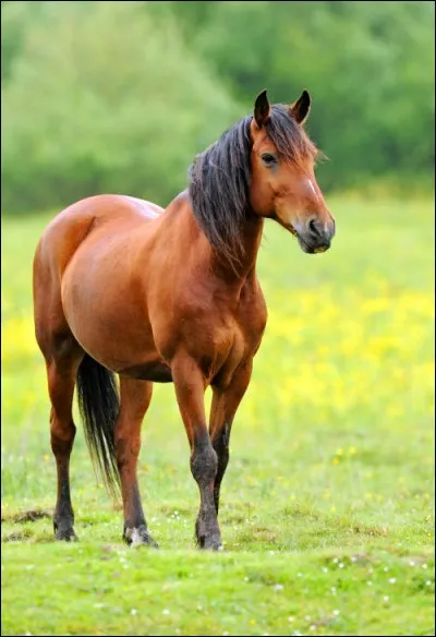 Il t'arrive quelque chose pendant une balade et tu ne peux pas rentrer au club. Tu aimerais que ton cheval...